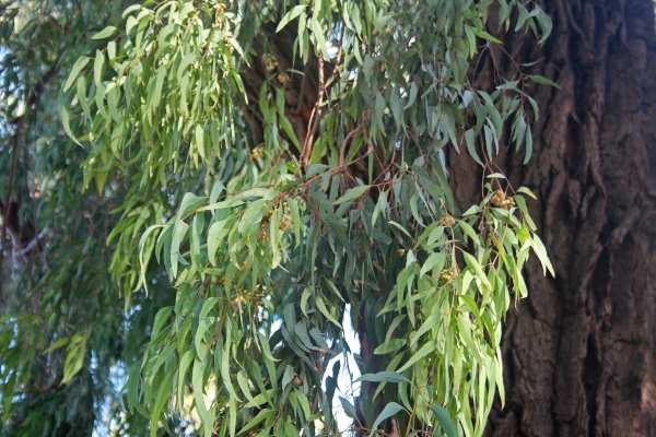 Eucalyptus tree leaves